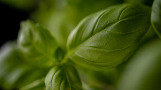 Green leafy plant macro blurry - a green leafy plant free wallpaper for desktop