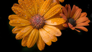 Flower water droplets macro photography - a close up of a flower free wallpaper for desktop