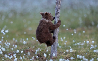 Bear climbing tree bird flower - a bear free wallpaper