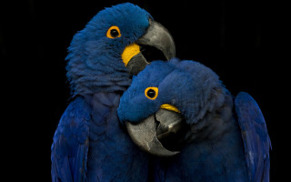 Blue parrots hugging black background - a black background behind them free wallpaper for desktop