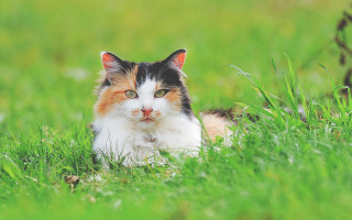Sad cat in grass outdoors - sad free wallpaper