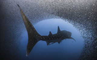 Large fish ocean fish neck - fish free wallpaper