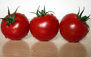 Three tomatoes water droplets berry - a white wall behind them free wallpaper