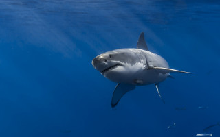 Shark fish ocean white shark - fish free wallpaper