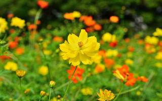 Yellow orange flower field blurry - green grass free wallpaper