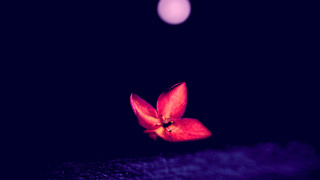 Red flower black surface pink - a red flower free wallpaper