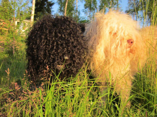 Shaggy dogs tall grass together - a black nose free wallpaper