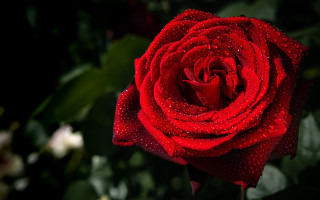Red rose water droplets bokeh - petal free wallpaper