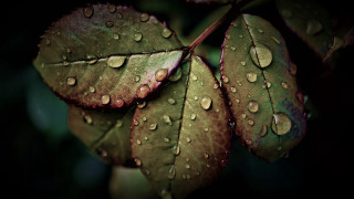 Leaf water drops macro photorealism 4 - green leaf and water droplets free wallpaper