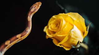 Snake rose black background cobra - a yellow rose free wallpaper