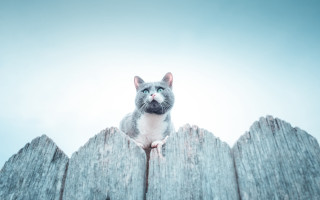Cat fence sky blue eyes - elinor proby adams free wallpaper