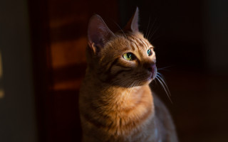 Cat upward lighting blurry background - a light shining free wallpaper for desktop