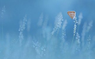 Butterfly plant grass sky macro - a plant free wallpaper