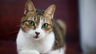 Green eyes cat serious look - a serious look free wallpaper