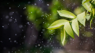 Green leafy plant water droplets 3 - a green leafy plant free wallpaper