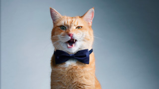 Orange cat surprised bowtie shiba - a bow tie free wallpaper