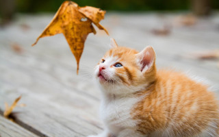Orange kitten autumn leaf photorealistic - a wooden floor next free wallpaper