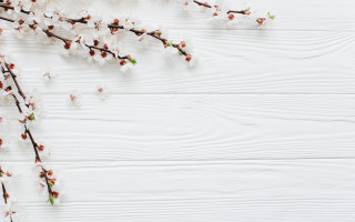 Cherry blossom branch white background - text free wallpaper