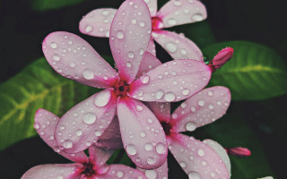 Flowers water droplets green leaves 2 - water droplet free wallpaper