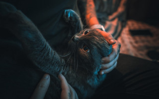 Person cat background motion blur - a cat in the background free wallpaper