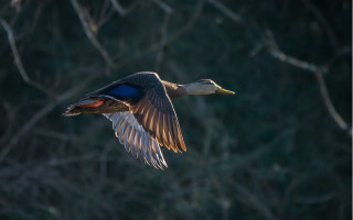 Duck flying trees blurry backlighting - single free wallpaper