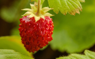 Strawberry plant leaves macro photorealism - free nature wallpaper