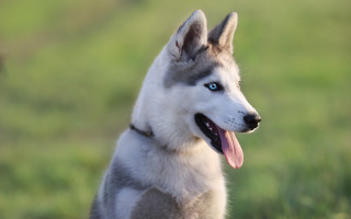 Husky blue eyes collar grassy - grassy free wallpaper