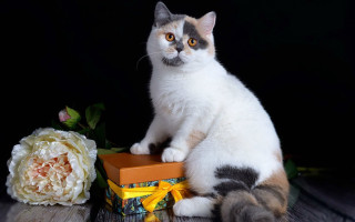Cat box flower table carlos - a cat free wallpaper