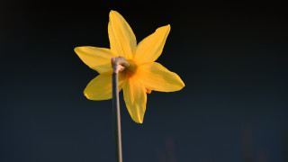 Yellow flower butterfly wings macro - a long stem free wallpaper