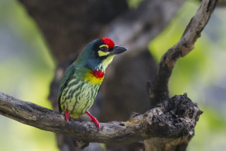 Colorful bird forest branch puzzle - a colorful bird free wallpaper