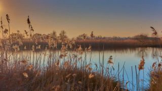 Lake trees birds sunset grass - a few bird free wallpaper for desktop