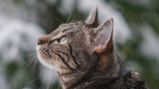 Cat sky snow trees animal - the ground behind free wallpaper
