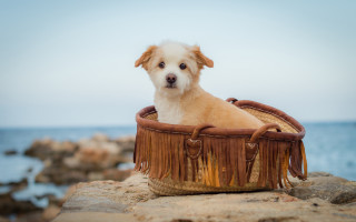 Dog basket rock ocean blue - a basket free wallpaper