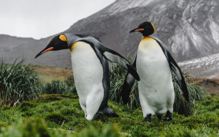 Penguins mountains grass ecological wildlife - two penguin free wallpaper