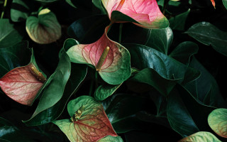 Plant red green leaves flowers - andreas gursky free wallpaper