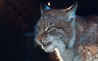 Cat light starry night milkyway - a close up of a cat free wallpaper