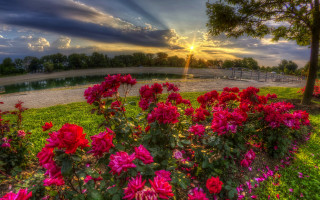 Sunset park flowers pond bridge - a bridge in the background free wallpaper for desktop