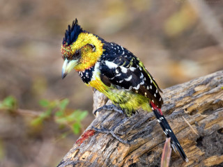 Colorful bird perched tree branch 12 - wild free wallpaper