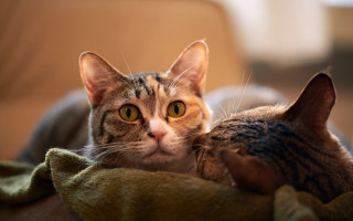 Cat blanket couch chippy animal - another cat free wallpaper