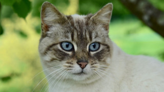 Blue eyes cat under tree - a blurry background of grass and trees free wallpaper for desktop