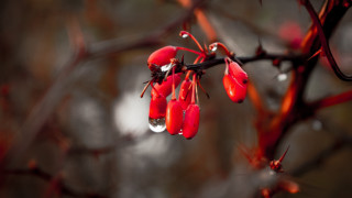 Branch red flowers water drops - a blurry background of trees free wallpaper