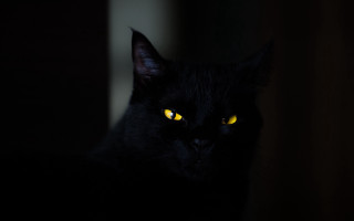 Black cat yellow eyes gothic 11 - darkness free wallpaper for desktop