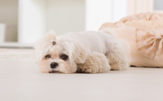 Small white dog laying luggage - diffuse lighting free wallpaper