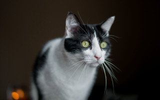 Black cat green eyes portrait 4 - felix octavius carr darley free wallpaper