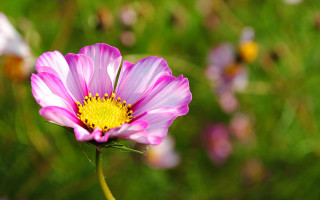 Pink flower yellow center field 4 - green grass free wallpaper