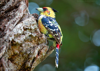 Colorful bird tree branch forest - a tree branch in a forest area free wallpaper