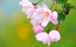Pink flower bokeh leaves branch - the background and a blurry background free wallpaper