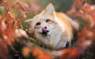 Cat flower field tongue out 2 - free autumn wallpaper