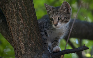 Kitten climbing tree forest green 2 - a small kitten free wallpaper