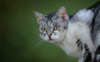 Cat gray stripe green blurry - stripe free wallpaper